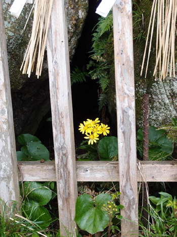 洞穴の花