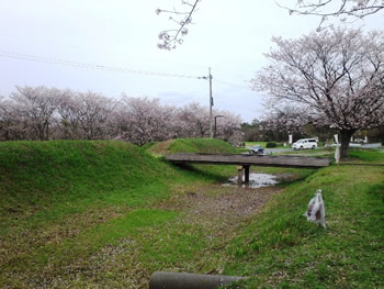尾高城の桜2
